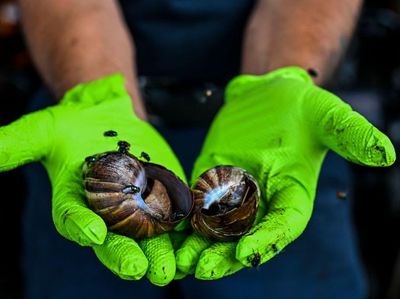 Serbuan Siput Raksasa Bikin Panik Warga Florida, Begini Penampakannya
