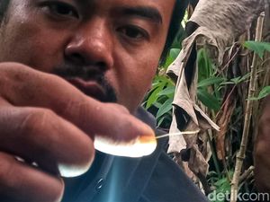 BRIN Hati-hati Teliti Keberadaan Harimau Jawa Sukabumi yang Disebut Punah