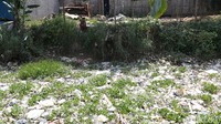 Rerumputan liar terlihat di antara sampah. Menurut warga hal ini terjadi karena sampah kiriman dari arah Cikarang yang tersendat di desa ini.