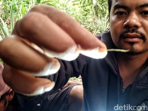Bukti Baru 5 Helai Bulu Perkuat Keberadaan Harimau di Sukabumi