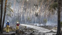 Selain dari udara, upaya pemadaman juga terus dilakukan dari darat. Jan Woitas/dpa via AP.
