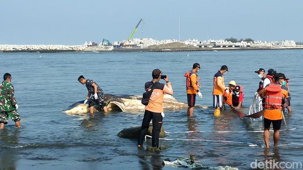 Hiu mati terdampar di muara Bogowonto, 17/7/2022