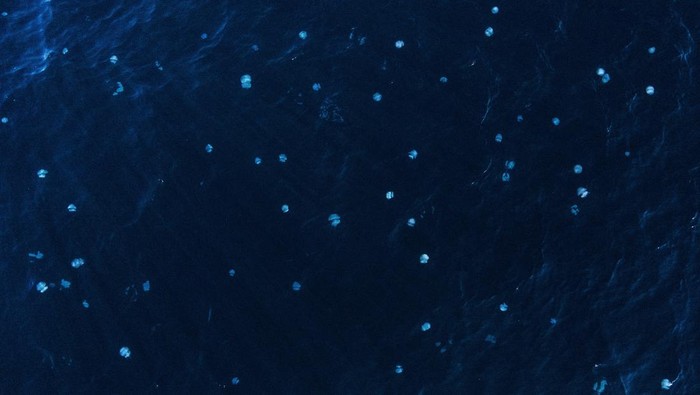 Jellyfish are seen underwater as an Israeli military ship sails near the coast of Haifa in the Mediterranean sea, Israel July 25, 2022. REUTERS/Ilan Rosenberg