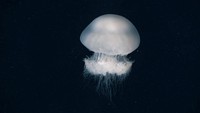 Foto lebih detil tentang ubur-ubur di Pantai Haifa, Palestina. ISESS juga menambahkan, keberadaan Terusan Suez juga memungkinkan spesies invasif melakukan perjalanan dari Laut Merah ke Laut Mediterania. Saat ini tercatat ada 17 jenis ubur-ubur, kebanyakan tidak berbisa.
