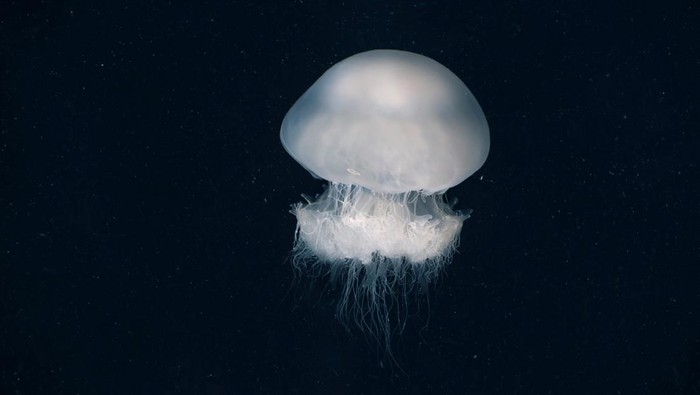 Jellyfish are seen underwater as an Israeli military ship sails near the coast of Haifa in the Mediterranean sea, Israel July 25, 2022. REUTERS/Ilan Rosenberg