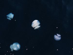 Ubur-ubur Masuk Kategori Ikan Bukan sih?