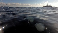 Ubur-ubur dilihat dari dekat di Pantai Haifa. Menurut Israel Society of Ecology and Environmental Sciences (ISEES), penangkapan ikan yang berlebihan menjadi penyebab kemunculan kawanan ubur-ubur tersebut.