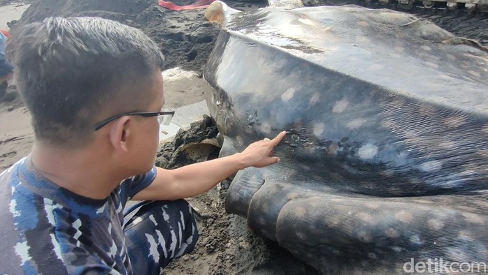 Lubang luka pada tubuh hiu tutul mati di Kulon Progo