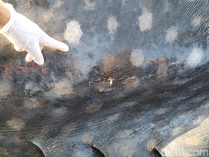 Bangkai Hiu Tutul di Kulon Progo Diautopsi, Terungkap Sebab Kematiannya