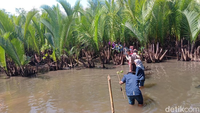 Menanam mangrove untuk memperingati Hari Sungai Nasional.