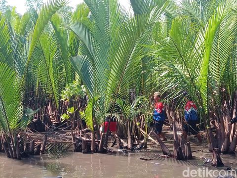 Menanam mangrove untuk memperingati Hari Sungai Nasional.