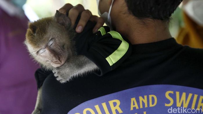 Vaksinasi Rabies terhadap hewan peliharaan dilakukan di kawasan Meruya, Jakarta Barat, Rabu (27/7/2022). Di antara yang disuntik adalah kucing dan kera.