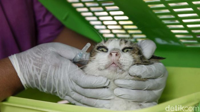 Vaksinasi Rabies terhadap hewan peliharaan dilakukan di kawasan Meruya, Jakarta Barat, Rabu (27/7/2022). Di antara yang disuntik adalah kucing dan kera.