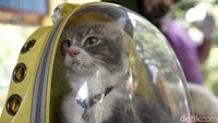 Kucing dibawa menggunakan tas khusus. Biasanya vaksin ini didominasi oleh hewan kucing.
