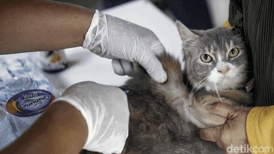 Begini Ekspresi Kucing hingga Kera Saat Disuntik Vaksin Rabies