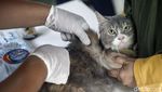 Begini Ekspresi Kucing hingga Kera Saat Disuntik Vaksin Rabies