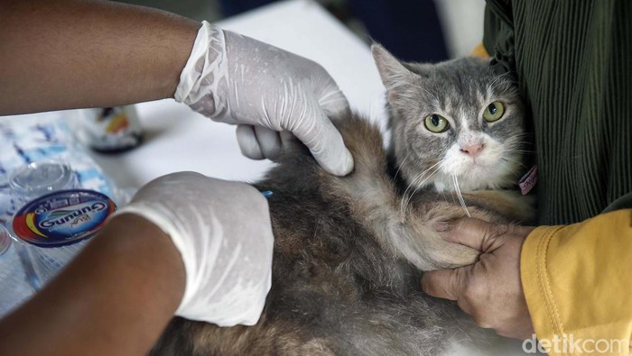 Momen Kucing-Kera Disuntik Vaksin Rabies Vaksinasi Rabies terhadap hewan peliharaan dilakukan di kawasan Meruya, Jakarta Barat, Rabu (27/7/2022). Di antara yang disuntik adalah kucing dan kera.