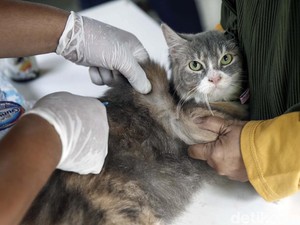 Ada Vaksinasi Rabies Gratis di Bandung, Ini Lokasi dan Syaratnya