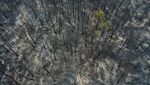 Potret Dadia National Park di Yunani yang Hangus Terbakar