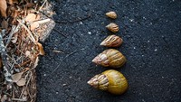 Deretan siput dari kecil hingga dewas. Bukan hanya agrikultur, kesehatan masyarakat juga menjadi kekhawatiran otoritas setempat. Itu setelah siput-siput tersebut diketahui membawa cacing tikus. Cacing tersebut masuk ke dalam paru-paru tikus dan kemudian menyebar ketika tikus tersebut bersin. Cacing tikus itu bisa menyebabkan meningitis pada manusia.