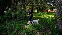 Seekor anjing labrador bernama Mellondilatih untuk ikut memburu siput-siput tersebut. Mellon akan duduk di atas rumput atau di bawah pohon jika ia mengendus keberadaan siput di sana.