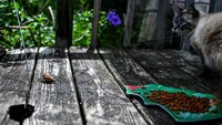 Siput berjalan pelan di halaman rumah warga. Siput Afrika menginvasi kawasan Florida, Amerika Serikat (AS). Sejauh ini, tidak kurang dari seribu siput besar Afrika ditangkap di Pasco County, AS.