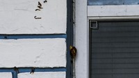 Seekor siput raksasa Afrika terlihat di dinding sebuah rumah di New Port Richey, Florida, Amerika Serikat, Kamis, (21/7/2022).