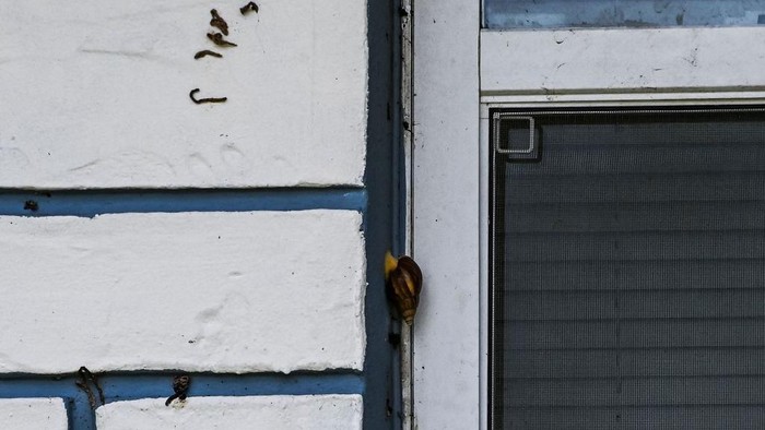 A giant African snail is seen on the wall of a house in New Port Richey, Florida on July 21, 2022. - It might not be speedy, but it's big, hungry, and fast at reproducing: the giant African snail, a potential health risk to humans, has once again invaded the southern US state of Florida. Since June 23, employees from Florida's Department of Agriculture have been combing through the gardens of New Port Richey, a small town on Florida's west coast where the invasive species has taken root. (Photo by CHANDAN KHANNA / AFP) (Photo by CHANDAN KHANNA/AFP via Getty Images)