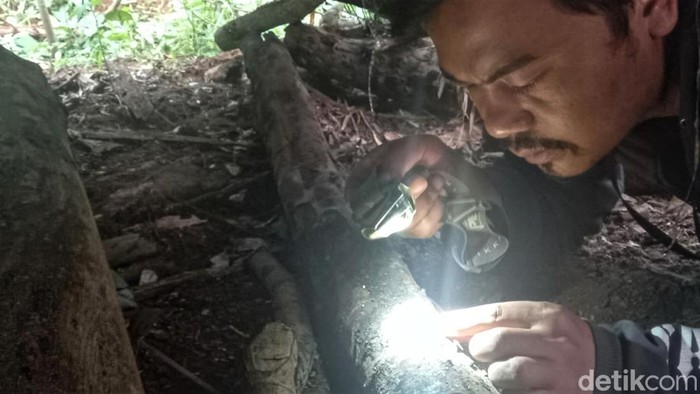 Temuan bulu hewan diduga harimau di Citayam, Sukabumi Temuan bulu hewan diduga harimau di Citayam, Sukabumi