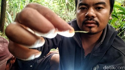 Penampakan 5 Helai Bulu Si Belang yang Bikin Geger Warga Sukabumi