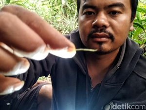 3 Tahun Berlalu, Kemana Hasil Uji Rambut Diduga Harimau di Sukabumi?