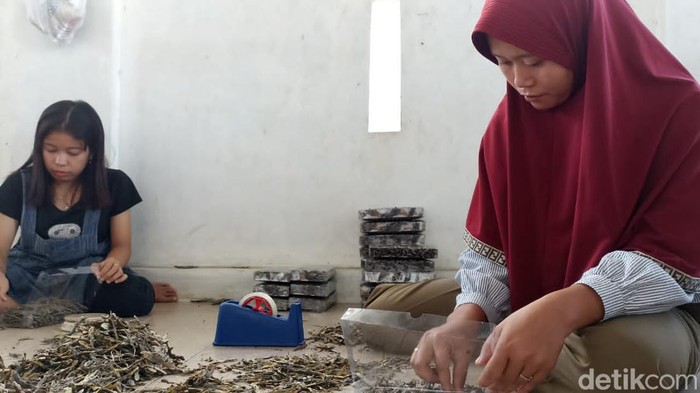 Almi Roisah (34), warga Desa Kertasura yang bekerja mengemas cicak kering (Kanan)