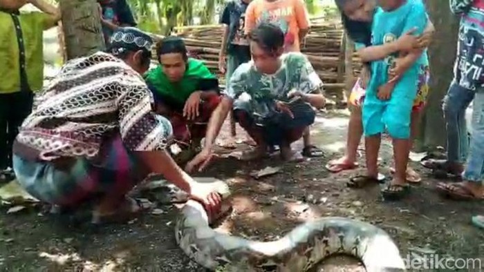 Warga Kota Pasuruan menangkap ular sanca di pemukiman