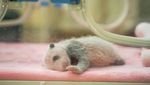 Ini Bayi Panda yang Baru Lahir di China, Gemas Banget