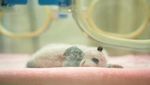 Ini Bayi Panda yang Baru Lahir di China, Gemas Banget
