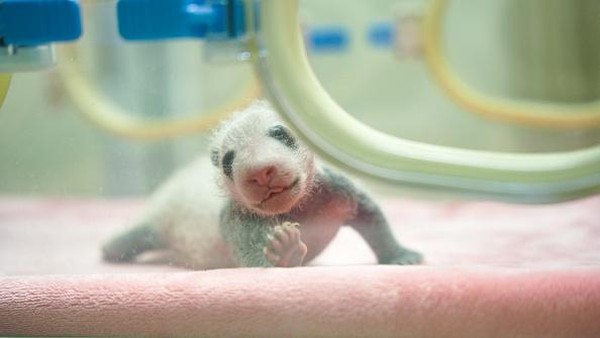 Bayi panda mengangkat kepala saat disorot kamera. Kini Chengdu Research Base of Giant Panda Breeding kedatangan bayi panda yang baru lahir.