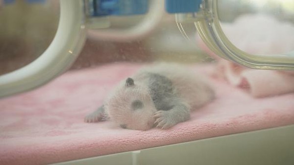 Seekor anak panda raksasa yang baru lahir berbaring di inkubator di Pangkalan Penelitian Chengdu, Provinsi Sichuan, China, Kamis (28/7/2022).
