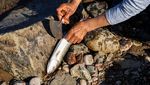 Beburu Telur Ikan Arctic Char di Kanada