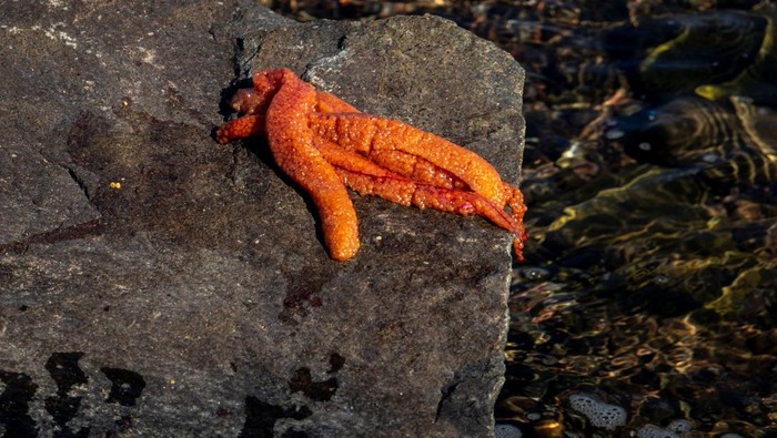 Oolootie Kunilusie removed the eggs from an arctic char fish she caught from the Sylvia Grinnell River ahead of the visit by Pope Francis to Iqaluit, Nunavut, Canada July 27, 2022. REUTERS/Carlos Osorio