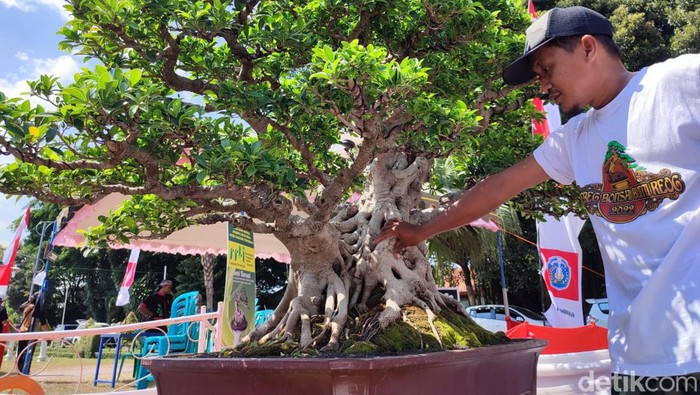 bonsai beringin Korea yang sempat ditawar seharga Rp 500 juta tapi tidak dilepas pemiliknya