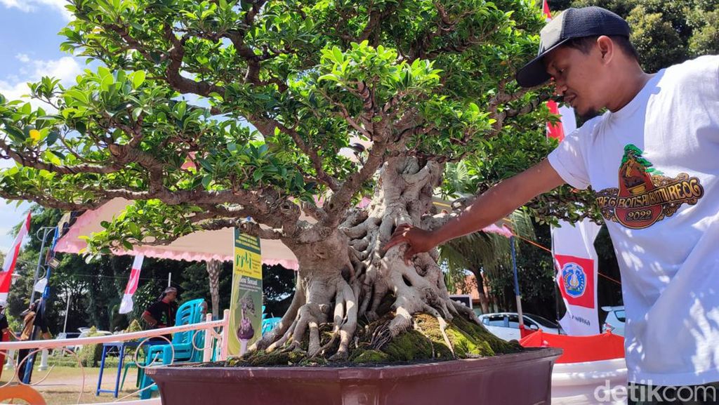 Wow! Bonsai di Ponorogo Ini Ditawar Setengah Miliar Rupiah