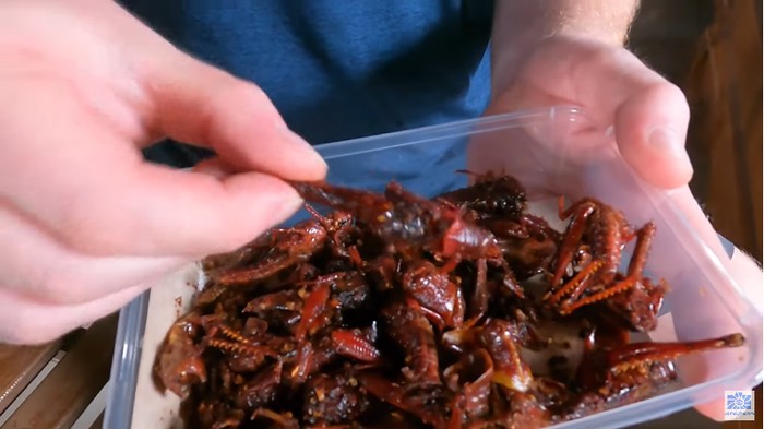 Bule coba makan belalang goreng di Blora, Jawa Tengah