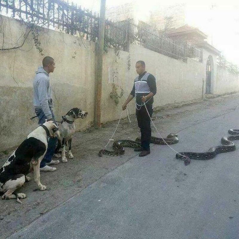 Foto Aksi Nyeleneh