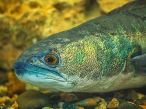 4 Fakta Ikan Toman, Predator Seharga Rp 20 Juta yang Kaya Nutrisi