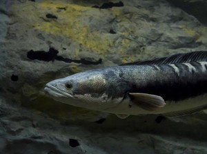 Mengenal Ikan Toman, Predator yang Enak Dimakan