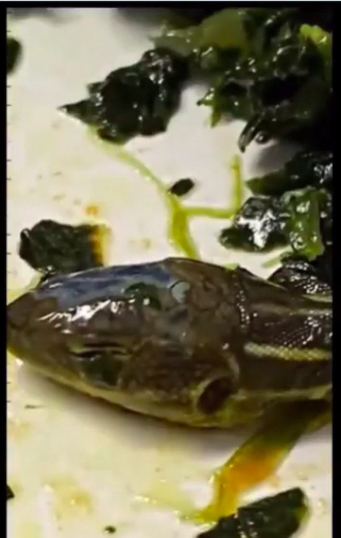 Kepala ular di makanan pesawat