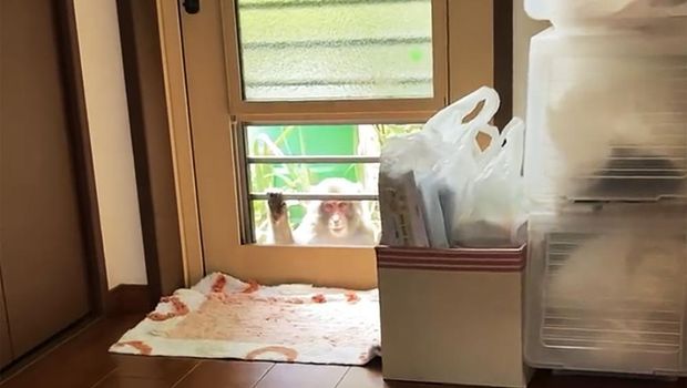 Monyet berkeliaran di sekitar sebuah rumah di Yamaguchi, Jepang, Sabtu, 23 Juli 2022. (Twitter via AP)