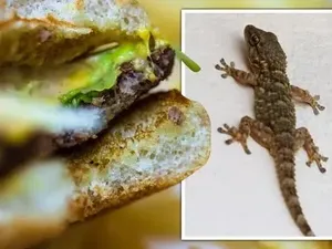 Pesan Burger McD, Wanita Ini Dapat Kejutan Kadal Terjepit