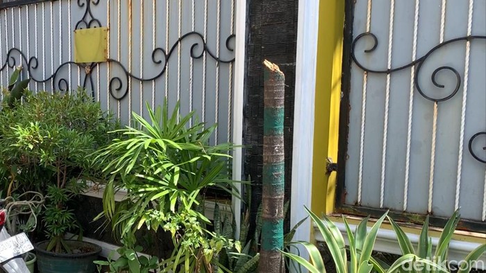 Pohon palem Pemkot Makassar yang ditebang OTK.