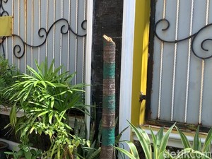 Penebang 57 Pohon Palem Pemkot Makassar Ngaku Dapat Bisikan Gaib